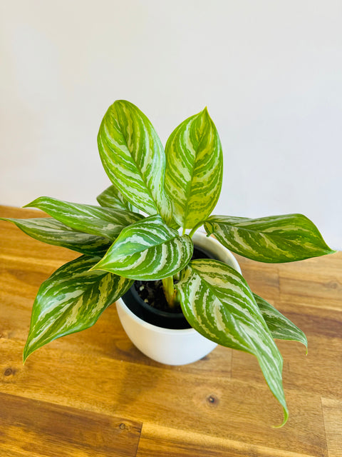 aglaonema modestum chinese evergreen plant Aglaonema modestum "Stripes"
