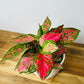 Aglaonema Lady Valentine