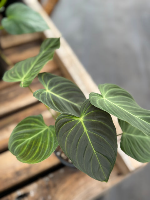 Philodendron Splendid