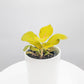Fittonia Juanita