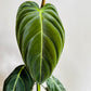 Philodendron melanochrysum