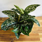 Aglaonema Tom's Pride