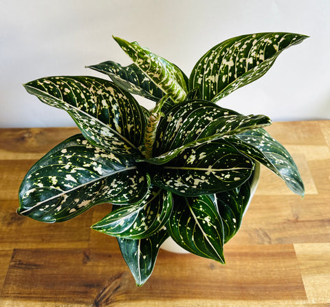 Aglaonema Tom's Pride