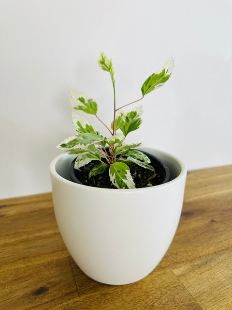 Hibiscus rosa-sinensis 'Silver Queen'