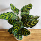Calathea makoyana