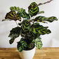 Calathea makoyana