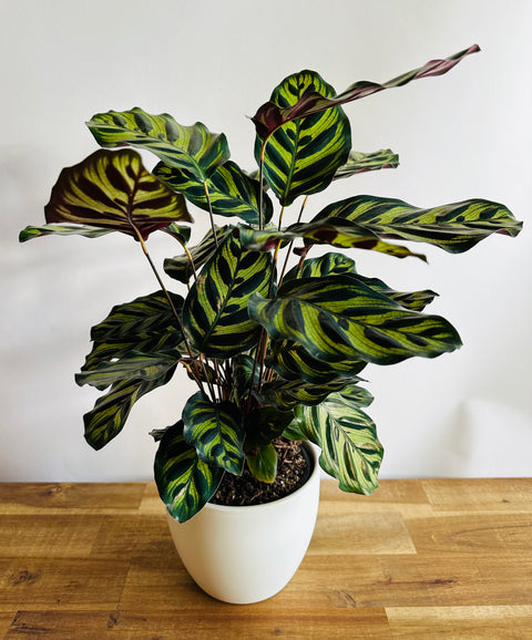 Calathea makoyana