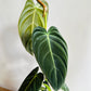 Philodendron melanochrysum