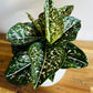 Aglaonema Tom's Pride