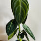 Philodendron melanochrysum