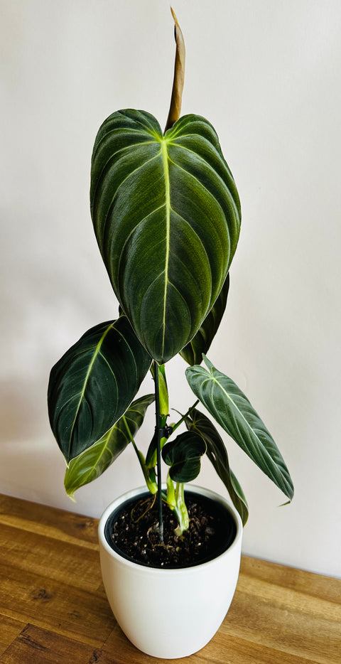Philodendron melanochrysum