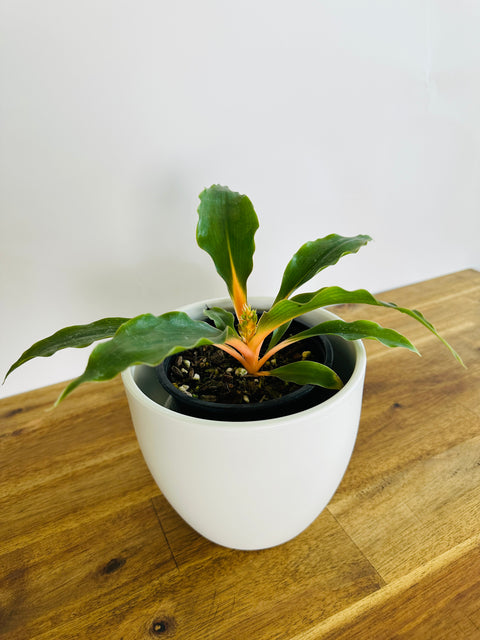 Chlorophytum - Fire Flash