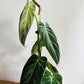 Philodendron melanochrysum