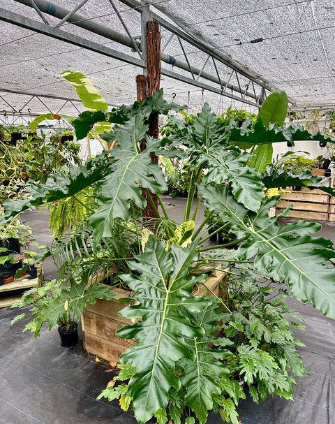 philodendron stenolobum Thaumatophyllum stenolobum – The Green Grower