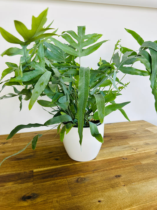 Blue Star Fern
