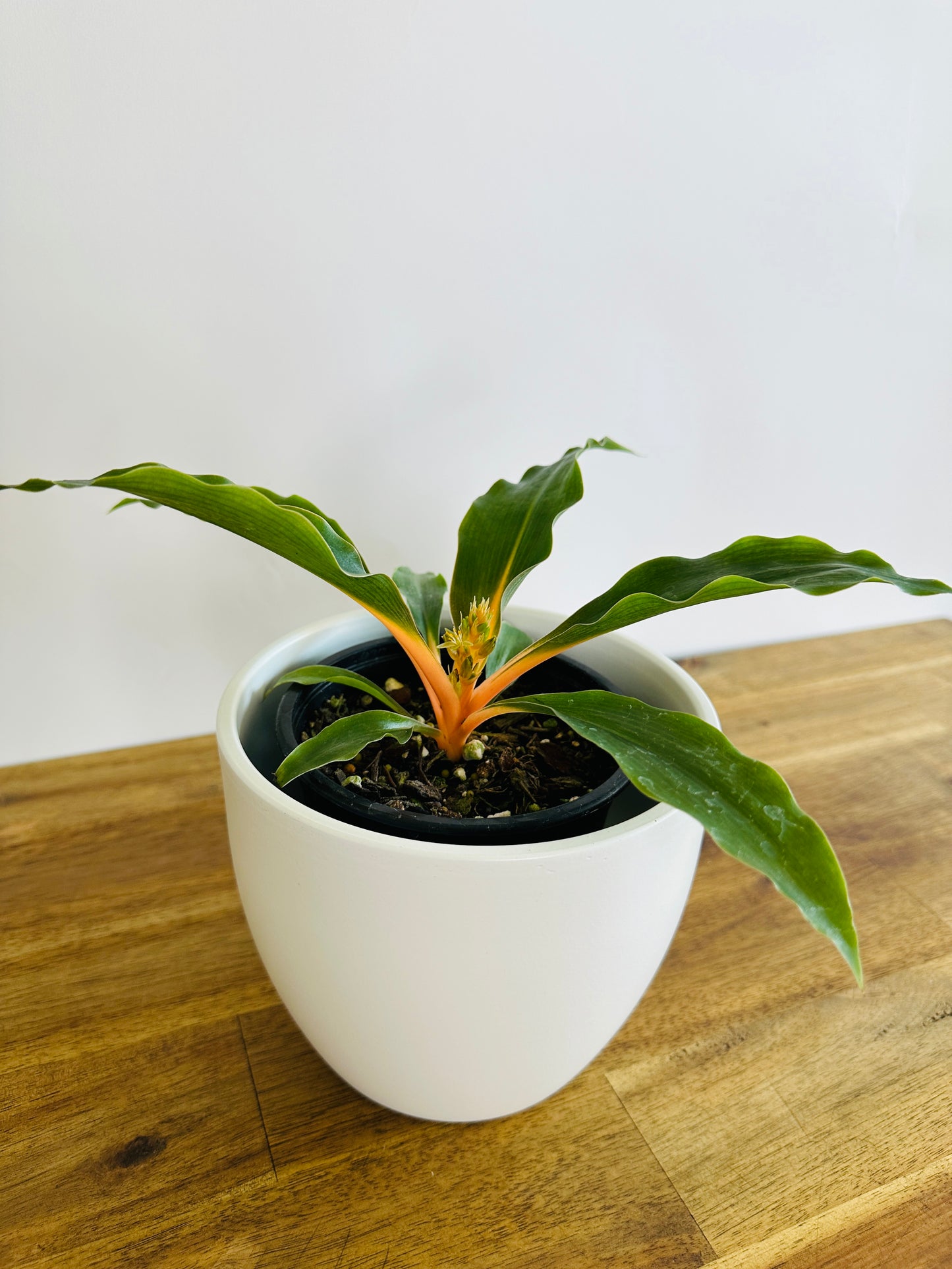 Chlorophytum orchidastrum - Fire Flash