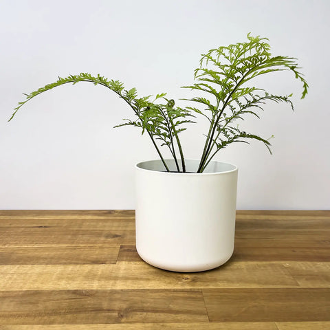 Asplenium Bulbiferum (Hen and Chicken Fern)