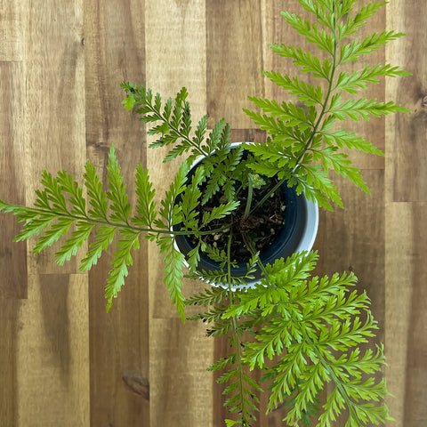 Asplenium Bulbiferum (Hen and Chicken Fern)