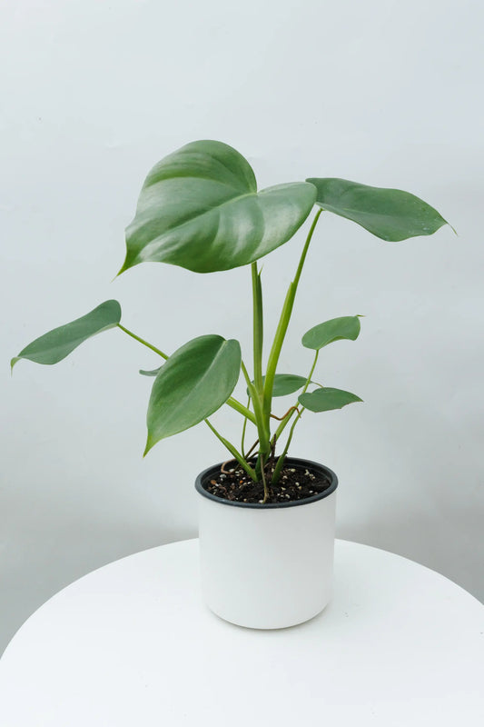 HUW's Hybrid (Philodendron Cordatum x Eximium)