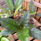 Anthurium Black dragon
