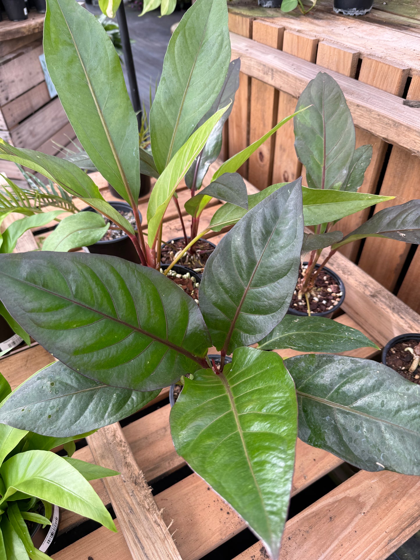Anthurium Black dragon