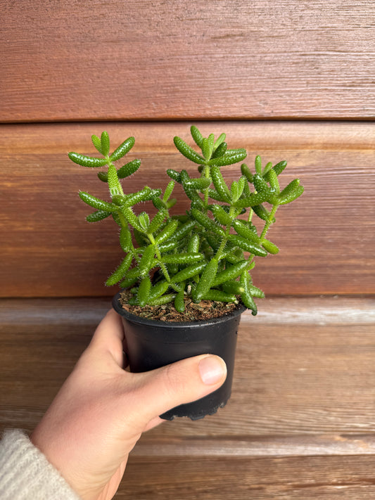 Delosperma Echinatum “Pickle Plant”