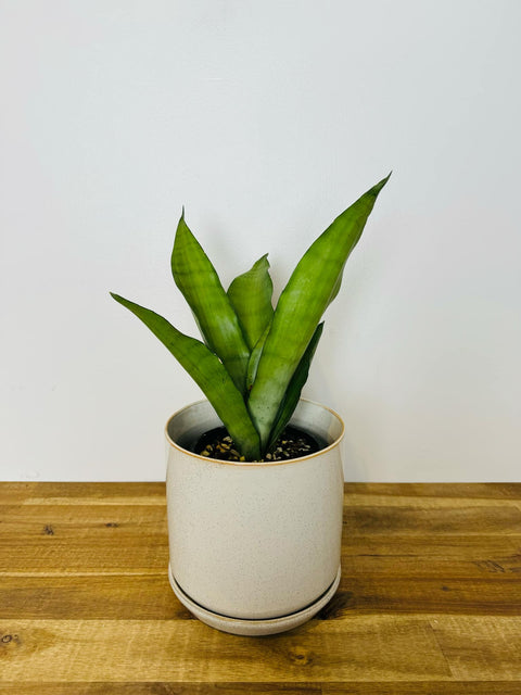 sansevieria nz Sansevieria