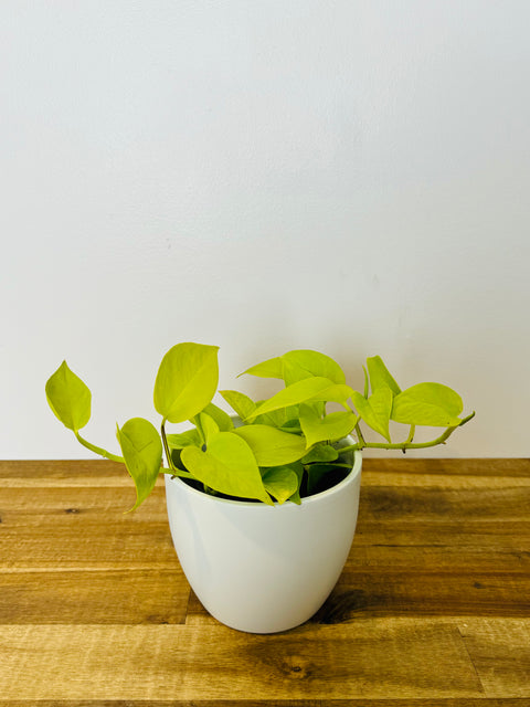 neon pothos online Pothos Neon | Buy Online Now