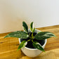 Philodendron White Princess