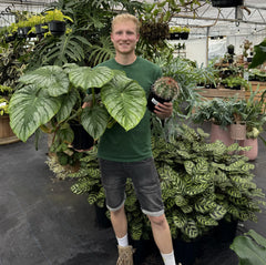 sansevieria moonshine nz Sansevieria