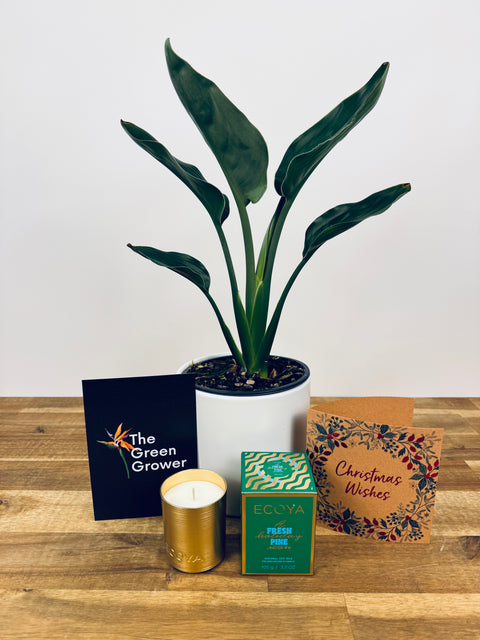 The Scented Christmas Gift Pack