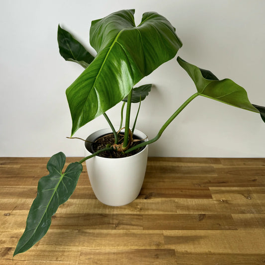 Philodendron maximum