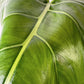 Philodendron maximum