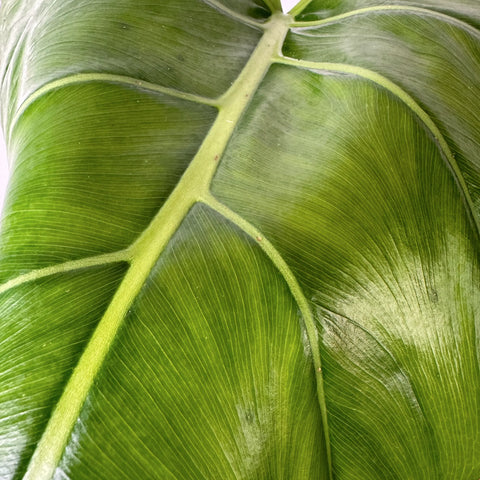 Philodendron maximum