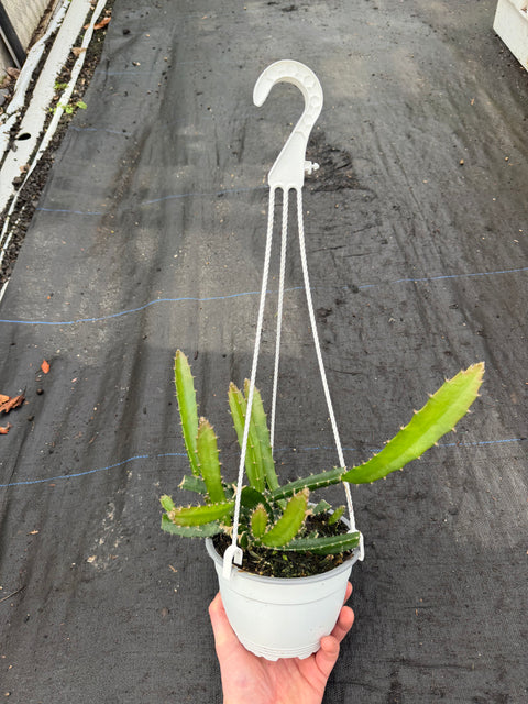 Dragon Fruit (Yellow) in 15cm Hanger !
