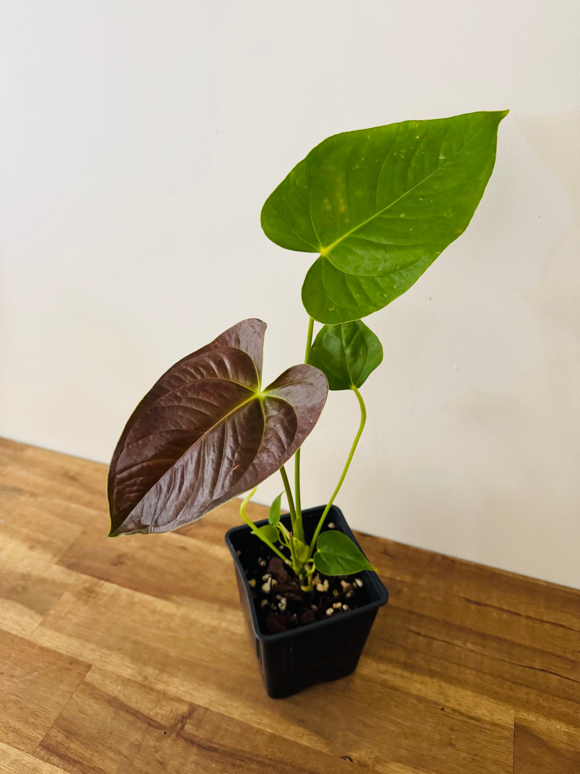 A. Moodeanum X Red beauty – The Green Grower