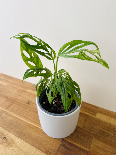 Variegated Mint Adansonii