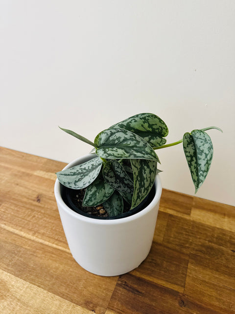 Scindapsus Silver Lady