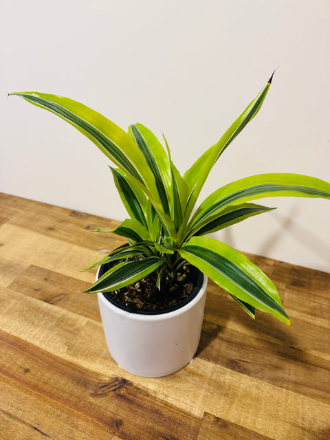 Dracaena Lemon Lime