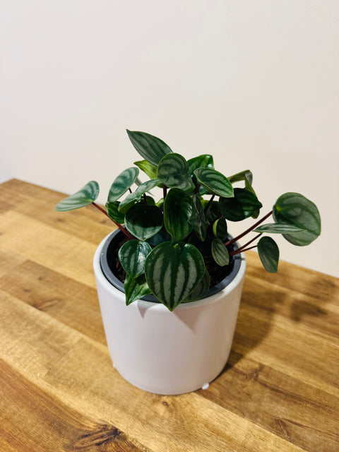 Peperomia Watermelon