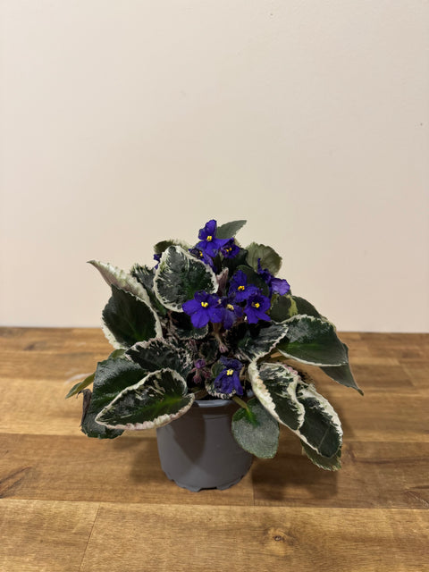 African Violet - Variegated