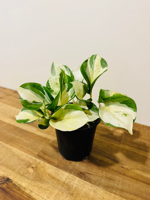 Pothos - Manjula