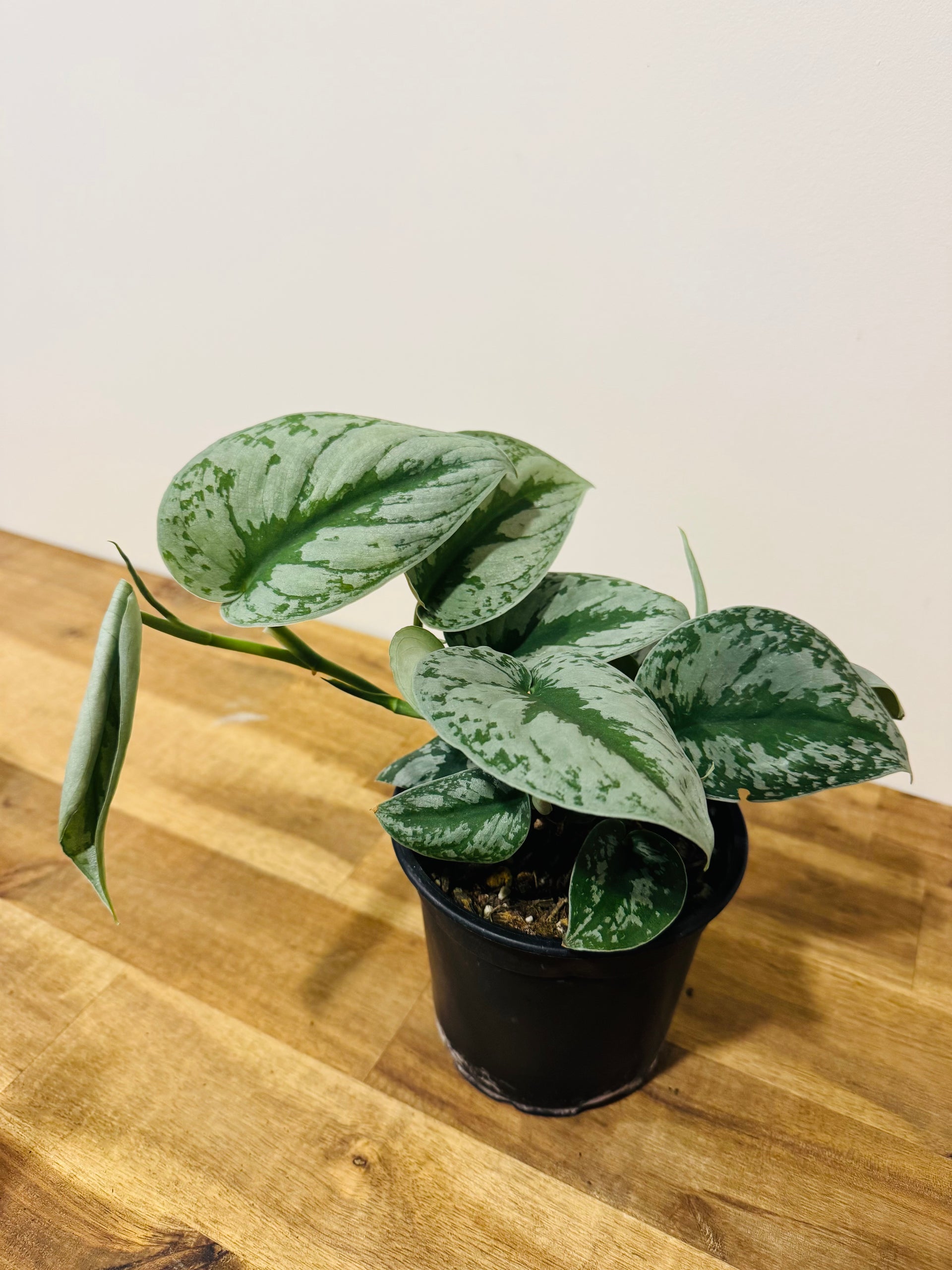 satin pothos nz Scindapsus Exotica | Buy Online Now