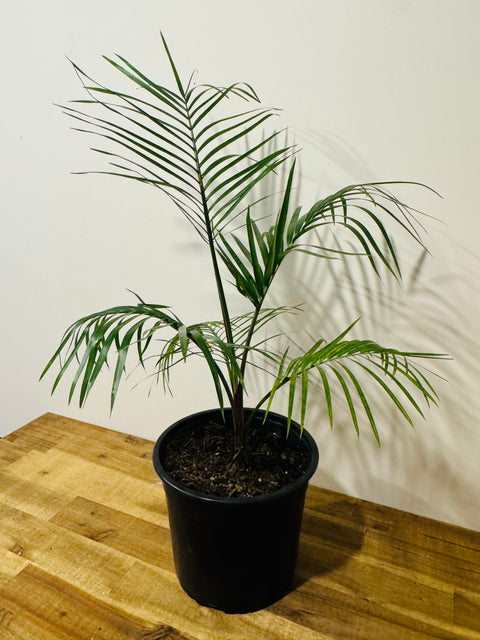 Ravenea glauca - Majesty Palm