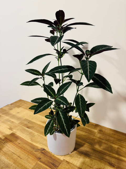 Ruellia Makoyana