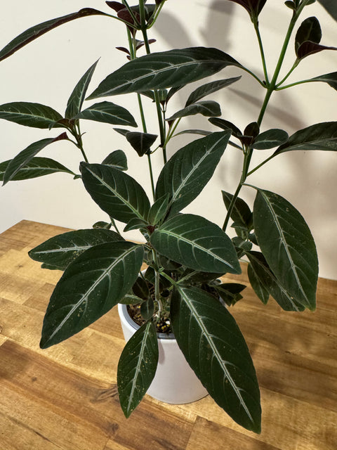 Ruellia Makoyana