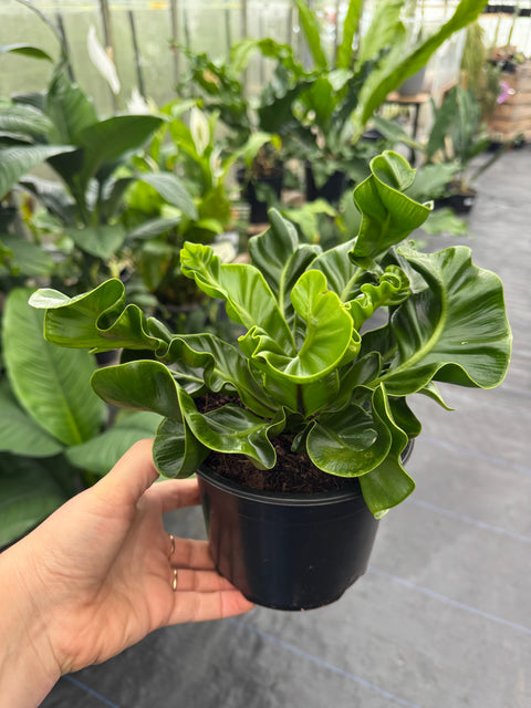 Asplenium Nidus - Cobra