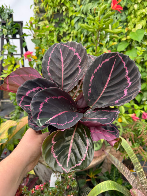 Calathea Dottie