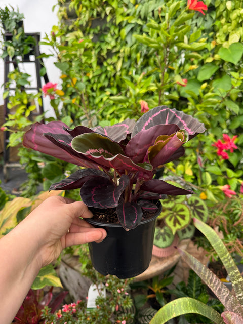 Calathea Dottie