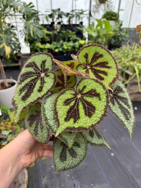 Begonia - Masoniana Mountain